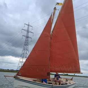 Norfolk Oyster 16