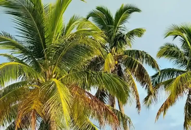 2022 Robertson And Caine leopard 50