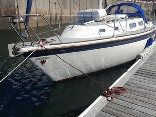 Westerly griffon