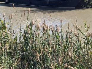 Dutch steel cruiser 11.7m Canal du Midi