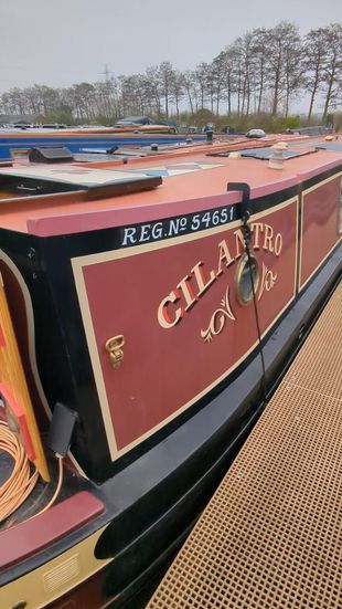 Cilantro - 60ft - Traditional 