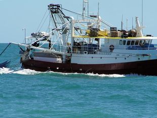 PRAWN TRAWLER - AUSTRALIAN SURVEY