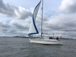 Stag 28