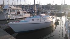 Westerly Tiger