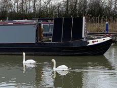 Swans