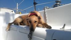 Wing 25 classic sailing yacht