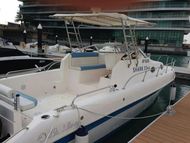 Shark 33