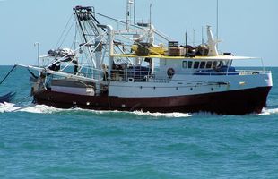 PRAWN TRAWLER - AUSTRALIAN SURVEY