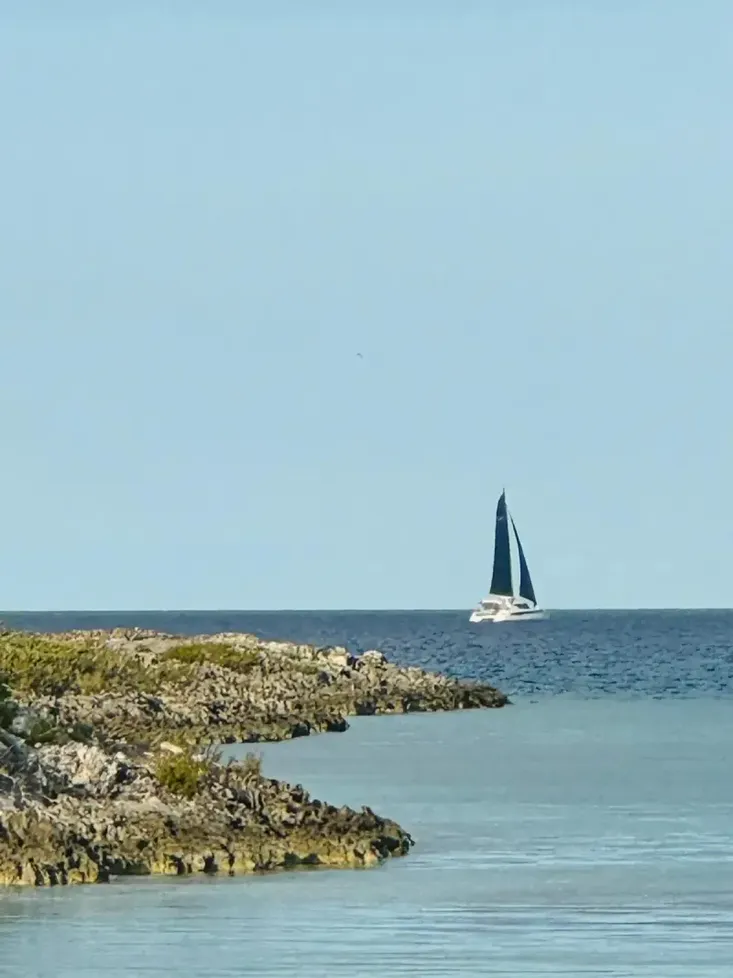 2022 Robertson And Caine leopard 50