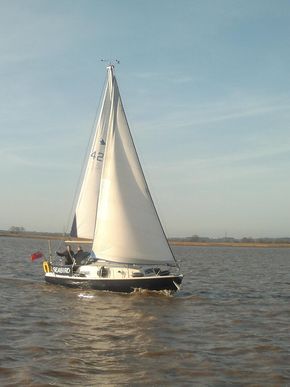 Seabird in the Humber