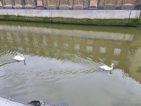 These fellows have learned to ask for food.