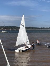 Gull 2875