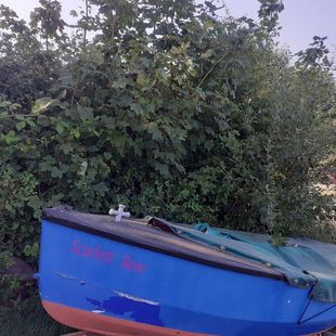 Classic gull sailing dinghy boat