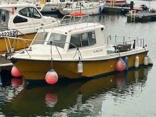 Black Dog *** PRICE REDUCTION ***