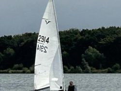 Gull 2914