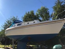 Westerly Tiger